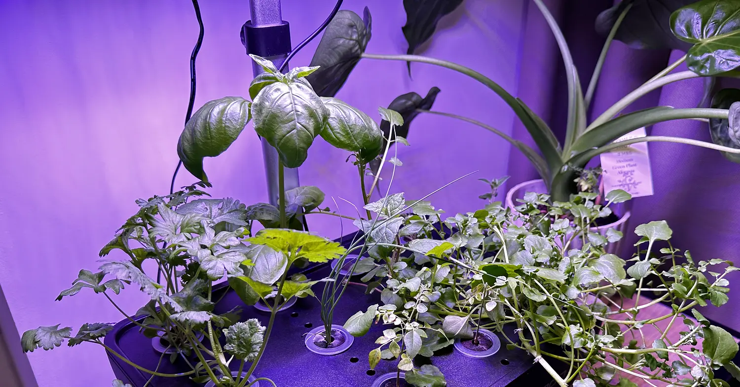 iDOO 12-pod hydroponics system growing fresh herbs under LED grow light, showing basil, coriander and watercress after three years of indoor use