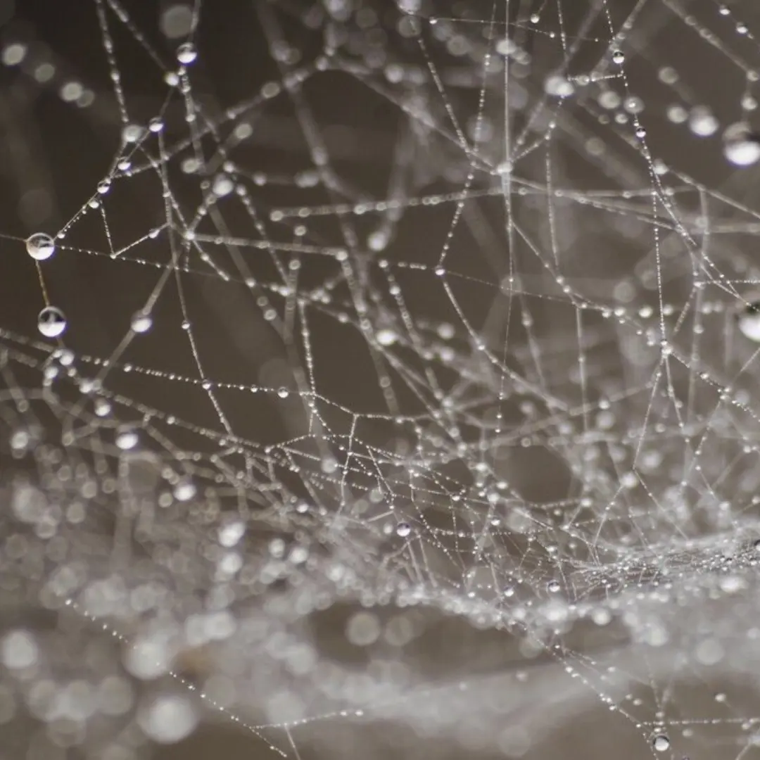 close-up image of spider webs with dew droplets