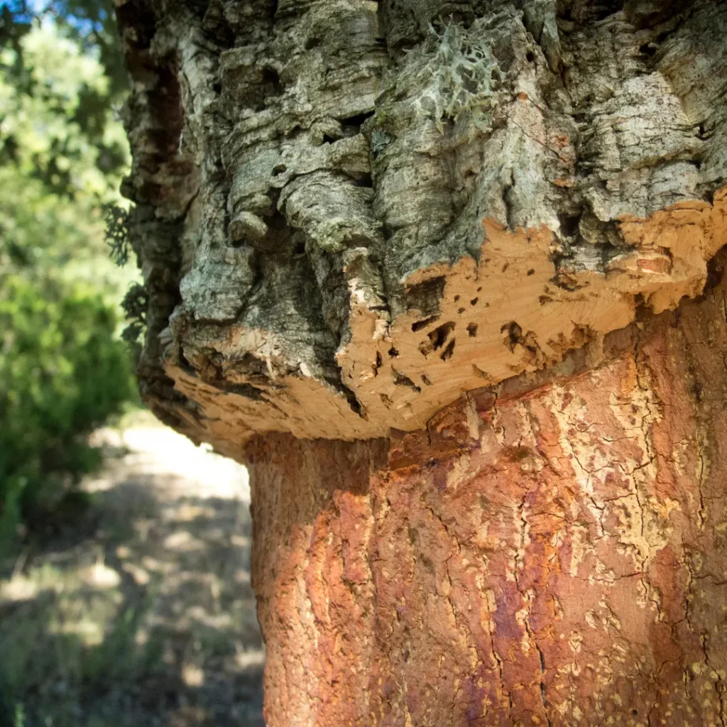 what is cork - cork bark on a cork oak tree