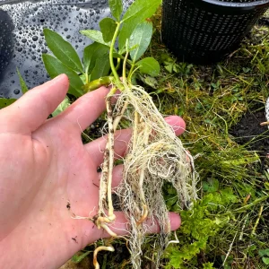 Pond plant with soil removed from roots