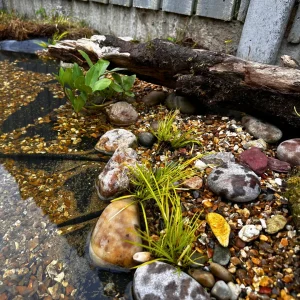 Close-up of natural pond edge with rocks, gravel, plants, and driftwood