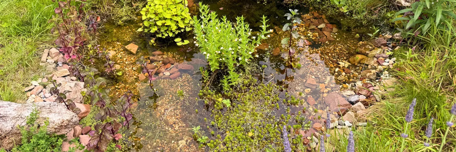 Our natural garden pond surrounded by plants and stones, symbolizing simple, sustainable living — Jungle Hugger homepage hero image.